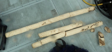 Corals grow annual density bands that can be counted like tree rings. Researchers have measured lead in coral samples shown, and traced the history of lead deposition in the Indian Ocean.