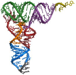 X-ray structure of a tRNA molecule found in yeast.
