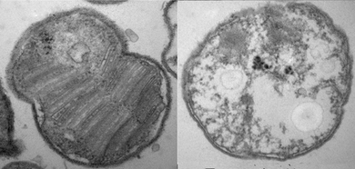 A newly discovered gene in bacteria may help microbes survive in low-oxygen environments. A bacterial cell with the gene, left, exhibits protective membranes. A cell without the gene, right, produces no membranes.