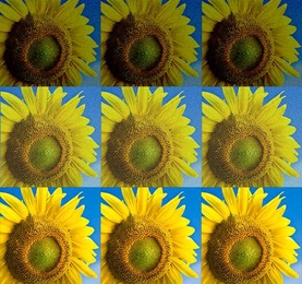 An image undergoing basic processing steps; exposure adjustments, then noise reduction, to arrive at the final image (bottom).