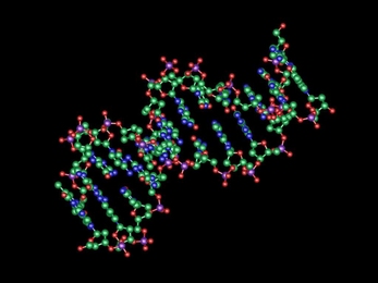 MIT and BU researchers designed new transcription factors that can bind to DNA and turn on specific genes.