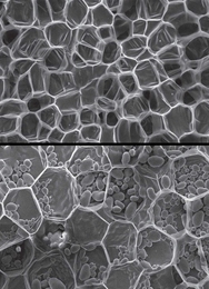 A scanning electron micrograph of carrot, top, and potato, bottom, showing relatively thin-walled cells. The oval objects within the potato tissue are starch granules.