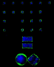 'MIT is equal to infinite' pattern was made of various spatially organized cell types in defined geometries. 'MIT' and 'equal' patterns were made of spatially distributed human hepatoblastoma cells and NIH-3T3 fibroblasts. The infinite pattern was combination of one circular and one square pattern which were made of spatially arranged human hepatoblastoma cells and human umbilical vein endothelial...