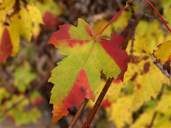 Leaves in autumn