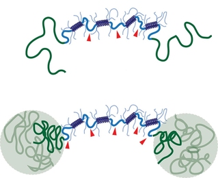 When the new shear thinning hydrogel (top) is heated to body temperature, polymer chains join together to form a reinforcing network that improves the gel’s stability (bottom).