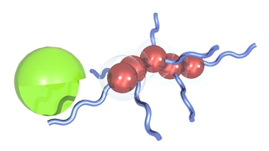 These nanoparticles created by MIT engineers can act as synthetic biomarkers for disease. The particles (brown) are coated with peptides (blue) that are cleaved by enzymes (green) found at the disease site. The peptides then accumulate in the urine, where they can be detected using mass spectrometry.