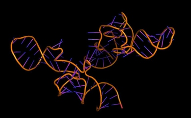 MIT biologists have found that alternative splicing of messenger RNA accounts for much of the differences seen between species.