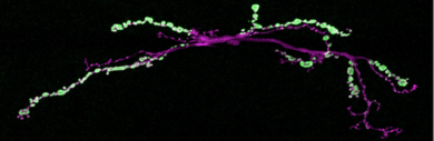 Expression of the synaptic vesicle protein Synaptotagmin (green) at Drosophila synapses (labeled in magenta). Together with the fusion regulator, complexin, these two proteins control the ability of neurons to communicate at synaptic connections.