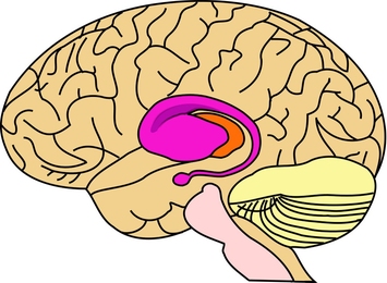The gene that causes Huntington's disease does most of its damage in the basal ganglia, shown in pink. The basal ganglia are responsible for many functions, including voluntary motor control and habit formation.