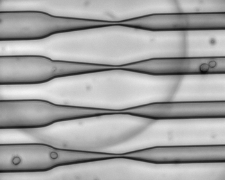 As cells squeeze through a narrow channel, tiny holes open in their membranes, allowing large molecules such as RNA to pass through.