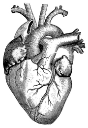 Rendering of human heart
