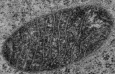 MIT chemists have devised a way to identify which proteins are present in different compartments of the mitochondria.