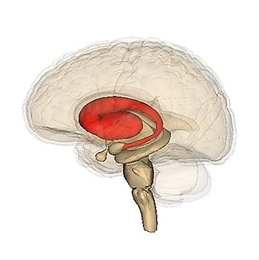 The neurons responsible for coordinating movement are located in a part of the brain called the striatum (shown in red), which receives information from the neocortex and a tiny region known as the substantia nigra.