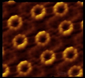 In this atomic force microscope image, the rings of light-harvesting complex 2 (LH2) are seen on the surface membrane of a purple bacterium. The arrangement of these complexes, as well as their shapes, help to make them extremely efficient at collecting the energy from light.