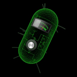 MIT engineers have created synthetic biology circuits that can perform analog computations such as taking logarithms and square roots in living cells.