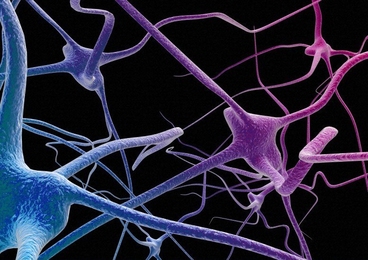 An artist's impression depicting a network of neurons of the nervous system.