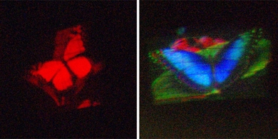 A hologram of a butterfly, displayed on both a conventional, monochromatic holographic-video monitor (left) and the MIT researchers' new color monitor.

