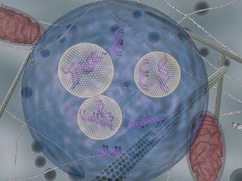 Lipid nanoparticles (carrying siRNA) are shown as they are  transported inside cells using endocytic vesicles.