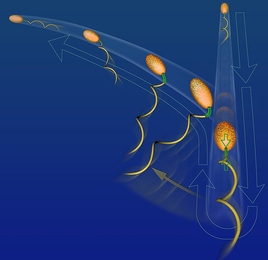 Motile marine bacteria exploit a buckling instability of the flexible hook (green) at the base of their flagellum (yellow) to change swimming direction, turning what is otherwise a structural failure into a fundamental biological function. 
