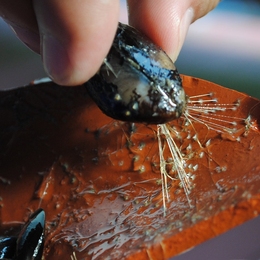 A mussel collected in Boston Harbor clings to a clay slab, attached by an array of thin filaments called byssus threads. New MIT research has revealed the secret of the resilience of these threads.