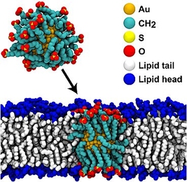 Illustration shows the passage of a gold nanoparticle (in orange) covered with a monolayer of hydrophobic/hydrophilic material (shown in blue-green, yellow and red), passing through a cell membrane composed of lipids (white and blue). 