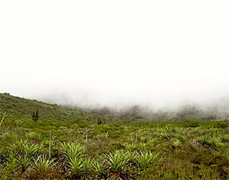 Fog rolls in over a hilltop in the Fray Jorge Fog Forest in the Coquimbo semi-arid region of central Chile. Plants in the area are adapted to harvest water from the fog.