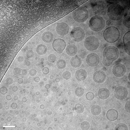 Cryoelectron microscope image of the nanoparticles developed by MIT researchers to deliver vaccines to mucosal surfaces.