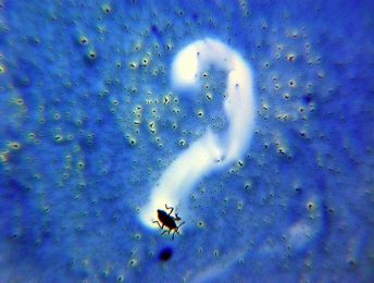 A new cocktail novelty is inspired by certain water bugs that release chemicals to propel them across water.