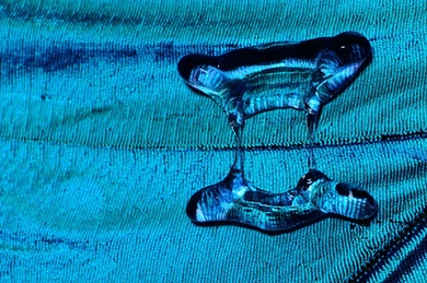 A ridge in the wing of a morpho butterfly, created by a vein within the wing, produces the same effect that MIT researchers found can make bouncing droplets form non-uniform shapes, which causes them to spend less time in contact with a surface.