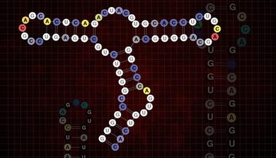 RNA fold structure