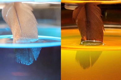 Wing feather of an African Darter immersed in water (dyed blue) and an oil (dyed red). 
