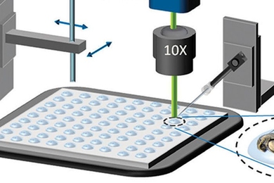 This schematic drawing shows a new system that can rapidly and automatically inject zebrafish with drugs and then image them to see the drug effects.