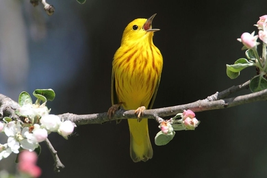 Yellow warbler bird sits atop apple blossom tree branch