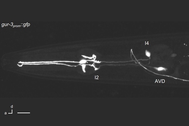 This image shows where the GUR-3 protein is expressed in the worm, which includes the I2 neurons.