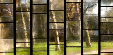 Glass window panels that show trees