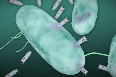 In this illustration, phagemid plasmids infect a targeted bacteria.