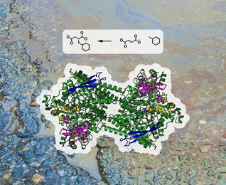 The enzyme benzylsuccinate synthase captures and attaches to the hydrocarbon toluene, a major component in gasoline, to break it down into benzylsuccinate. Shown here are the enzymatic reaction and chemical structures of toluene (right), fumarate (center), and benzylsuccinate (left) against the backdrop of an oil spill.  