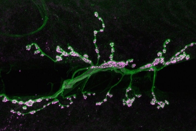 Motor neurons (green) form synapses (highlighted in magenta) on muscle fibers in a fruit fly. MIT neuroscientists have discovered a pathway that contributes to strengthening these synapses.