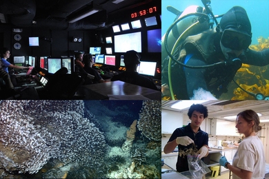 Clockwise from top left: Santiago Herrera (far left) leads an exploration dive of the ROV Little Hercules in the deep Celebes Sea in 2010; Herrera examines a specimen of a species of colonial salps found in a New Zealnd Kelp forest in 2012; Herrera (left) and Andrea Quattrini (right) store specimens of deep sea corals collected with WHOI's ROV Jason in 2009; and stalked barnacles from the vent fie...