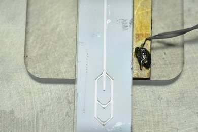 A new cell-sorting device consists of a microfluidic channel that vibrates at a very high frequency. As cells flow through the channel, they are pushed to a certain position depending on how they interact with the acoustic forces generated by the vibration. Pictured is an example of the device.