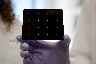 A black cartridge containing a paper-based diagnostic for detecting the Zika virus is held up by a researcher at Harvard's Wyss Institute. Areas that have turned purple indicate samples infected with Zika, while yellow areas indicate samples that are free of the virus.  