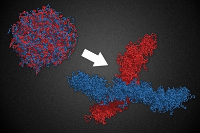 An MIT-led team has developed a model that explains how chromosomes transform from a loosely twisted bundle (left) into two sister chromatids that form the characteristic X shape in preparation for cell division.