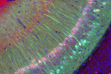 MIT neuroscientists have identified neurons that are responsible for storing memories of familiar individuals. These cells, labeled green, are located in a region of the hippocampus known as the vCA1. 