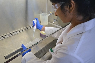 Manoshi Datta, a postdoc in the Department of Civil and Environmental Engineering, pipettes bacterial samples in the lab.