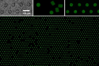 Improving microparticle arrays for engineering applications: A new technique using tiny microwells pushes the precision and scalability of microparticle arrays to a new extreme. The assembly includes empty porous microwell arrays (top left) and unassembled microparticles (top middle). A close view of the microparticles in arrays appears at top right, and a wide view of the assembly appears below.