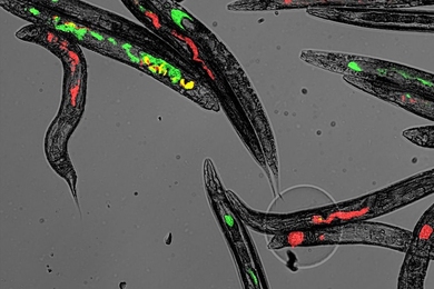 After feeding C. elegans worms an equal mix of bacteria that express either red or green fluorescent protein, MIT researchers found that the microbial populations in the worms’ digestive tracts tend to become dominated by one or the other. 