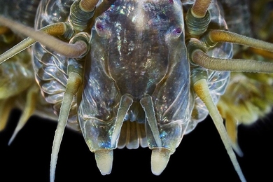 The Nereis virens worm inspired new research out of the MIT Laboratory for Atomistic and Molecular Mechanics. Its jaw is made of soft organic material, but is as strong as harder materials such as human dentin. 