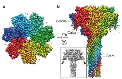 Collaborative research by Bradley Pentelute, the Pfizer-Laubach Career Development Associate Professor in Chemistry, and scientists at UCLA and Harvard Medical School, used cryo-electron microscopy to understand the mechanisms behind anthrax bacteria toxin delivery system (shown here).