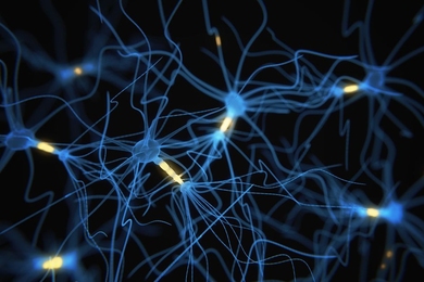 Researchers have developed a way to label neurons when they become active, essentially providing a snapshot of their activity at a moment in time. 
