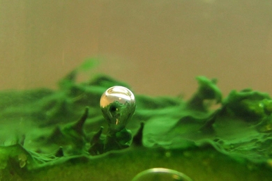 A bubble of oxygen emerges from a cyanobacterial mat growing in the lab.